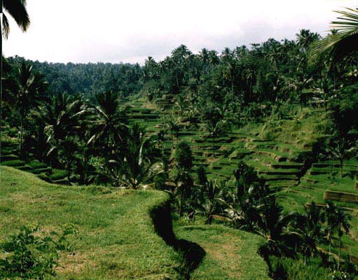 Rice terraces, Bali.