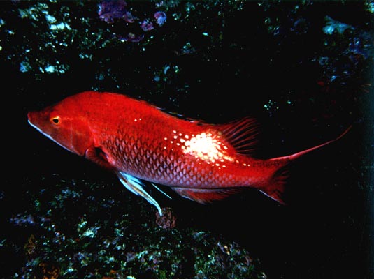 Parrot Fish.