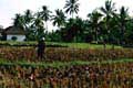 Shepherded Ducks, Bali.