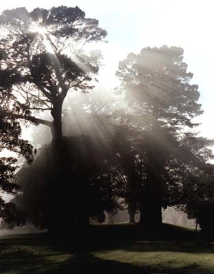 Sunlight through trees, Cornwall Park in Fog.
