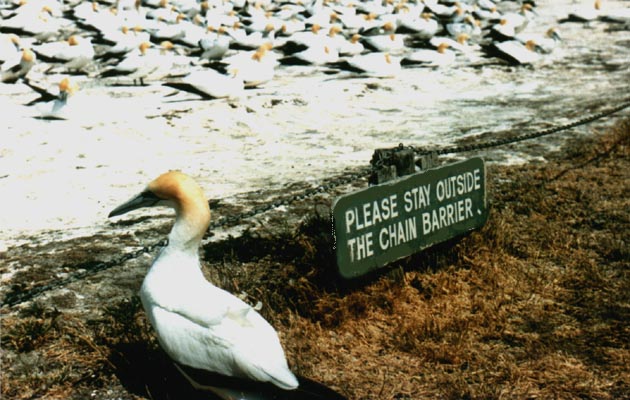 Looking at Gannet colony.