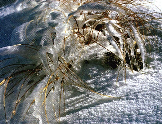 Icicles on reeds, Fanthoms Peak, Mount Taranaki.