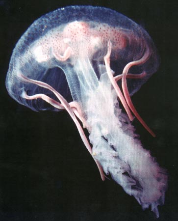 Jellyfish, open water.