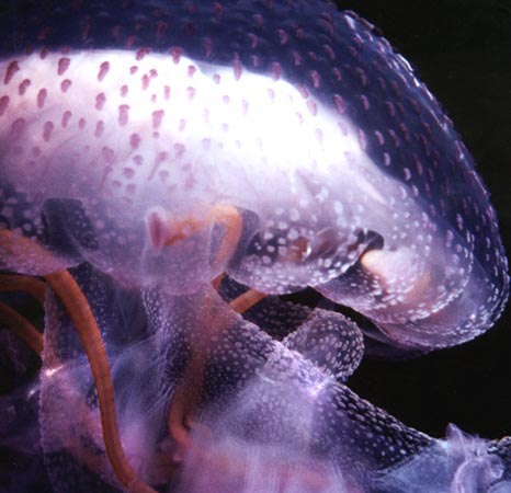 Jellyfish in close up.