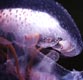 Jellyfish detail.