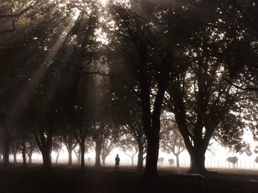 Jogging in Cornwall Park.