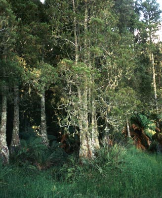 Northland Bush scene.