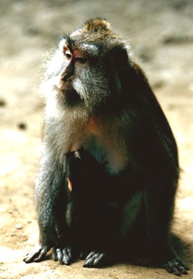 Suckling mother, Ubud Monkey forest, Bali.