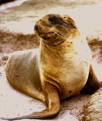 Breeding Female Hooker Sealion.