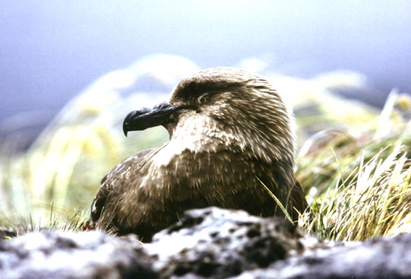 Skua Gull.